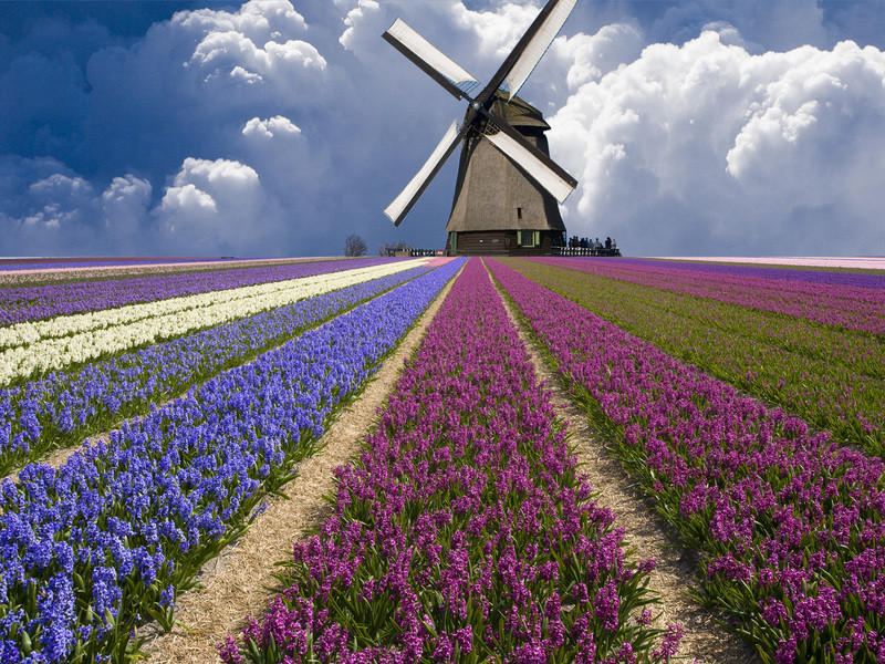 Cánh đồng hoa tulip - du lịch Hà Lan