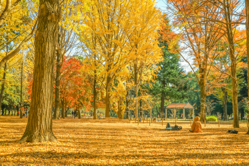 Cây bạch quả Meiji Jingu Gaien