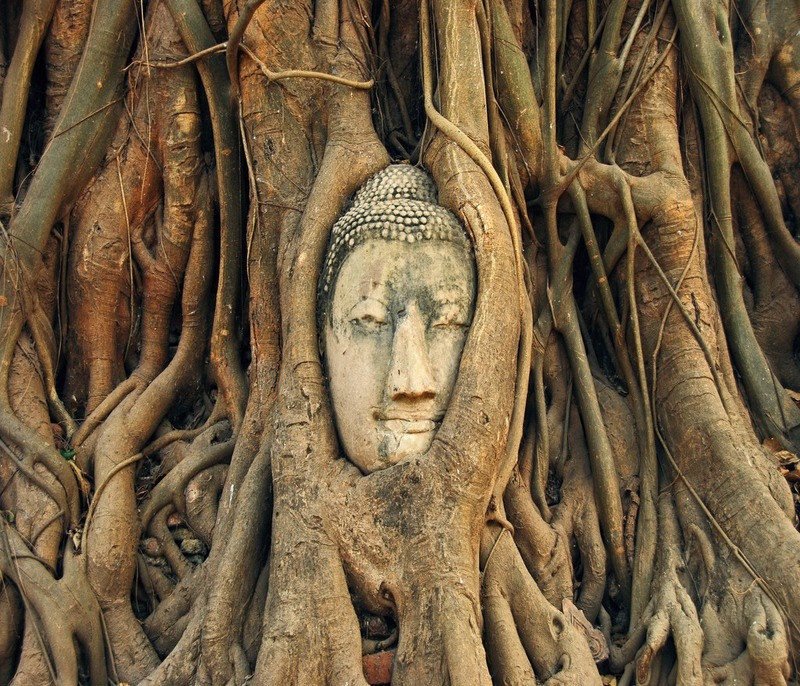  Bức tượng mặt Phật được bọc trong rễ cây