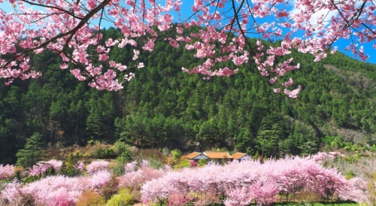 Du lịch Đài Loan mùa hoa anh đào