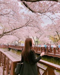 Check in tại vườn hoa anh đào Jinhae