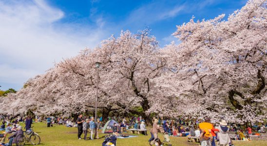 Thời tiết lễ hội tháng 3 ở nhật bản