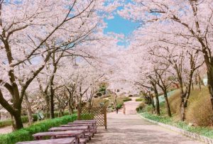 Hoa anh đào ở Daejeon