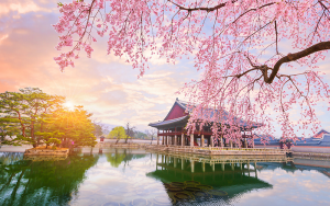 Rừng hoa anh đào khoe sắc tại Seoul