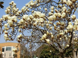 Ngắm hoa mộc lan có gì khác