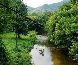 Thungyai Naresuan Wildllife Sanctuary