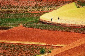 Vẻ đẹp siêu thực của cánh đồng đỏ Dongchuan