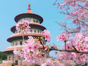 Chùa Tianyuan khi hoa anh đào nở