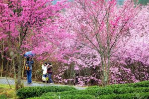 Vườn Treemore mùa hoa anh đào