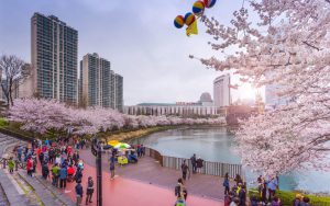 Khung cảnh vườn hoa anh đào Jinhae mùa xuân