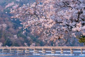 Bức tranh hoa anh đào tuyệt đẹp&nbsp;tại Kyoto
